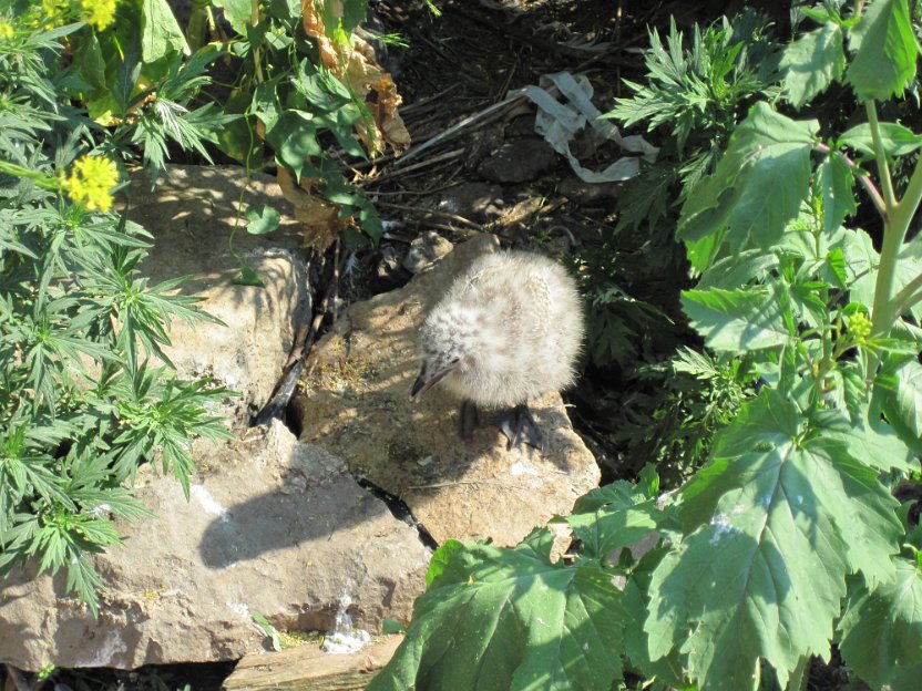 078-baby seagull.jpg